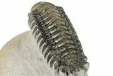 Detailed Crotalocephalina Trilobite - Exposed Hypostome #252413-2